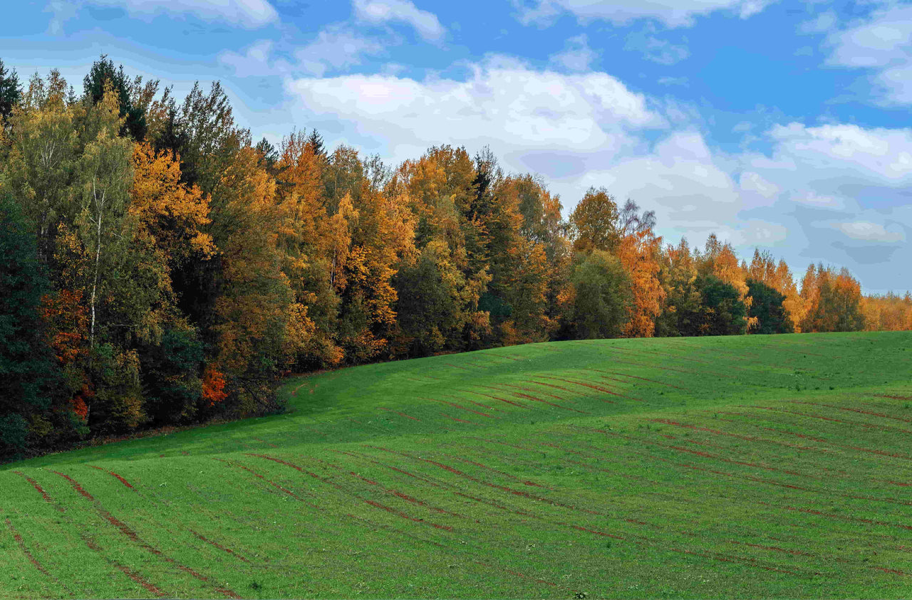 Should You Change Your Mowing Height in Fall? Here's What Actually Works