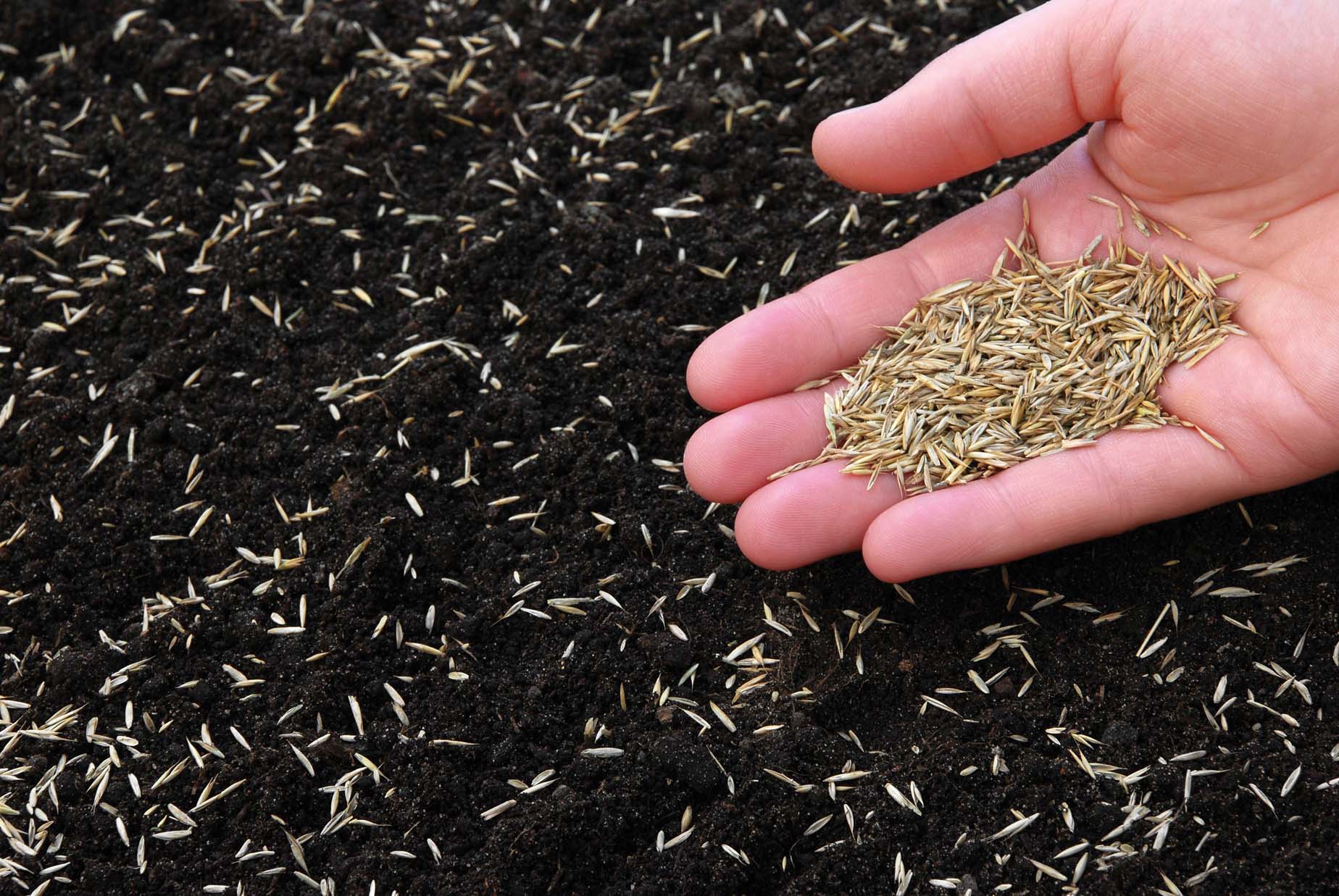 overseeding lawns